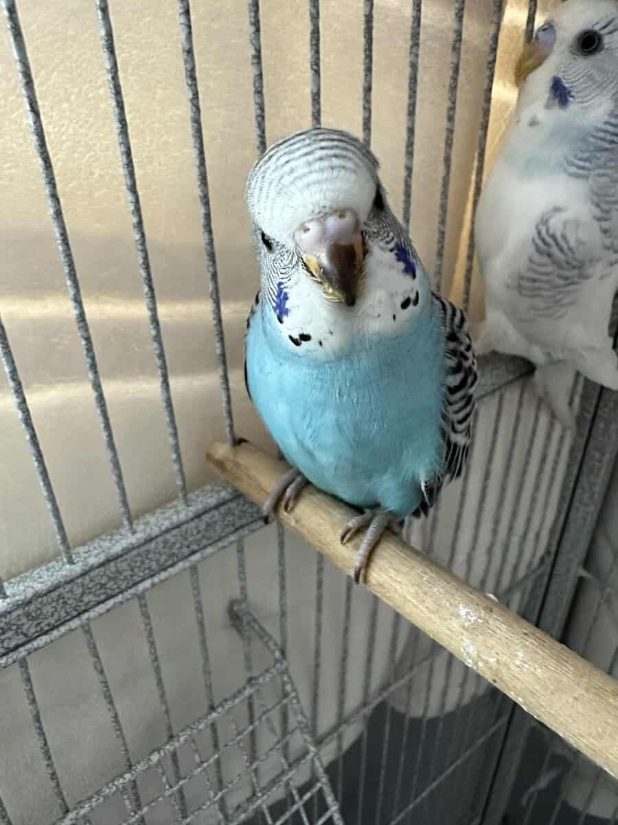 parakeets for sale image 2