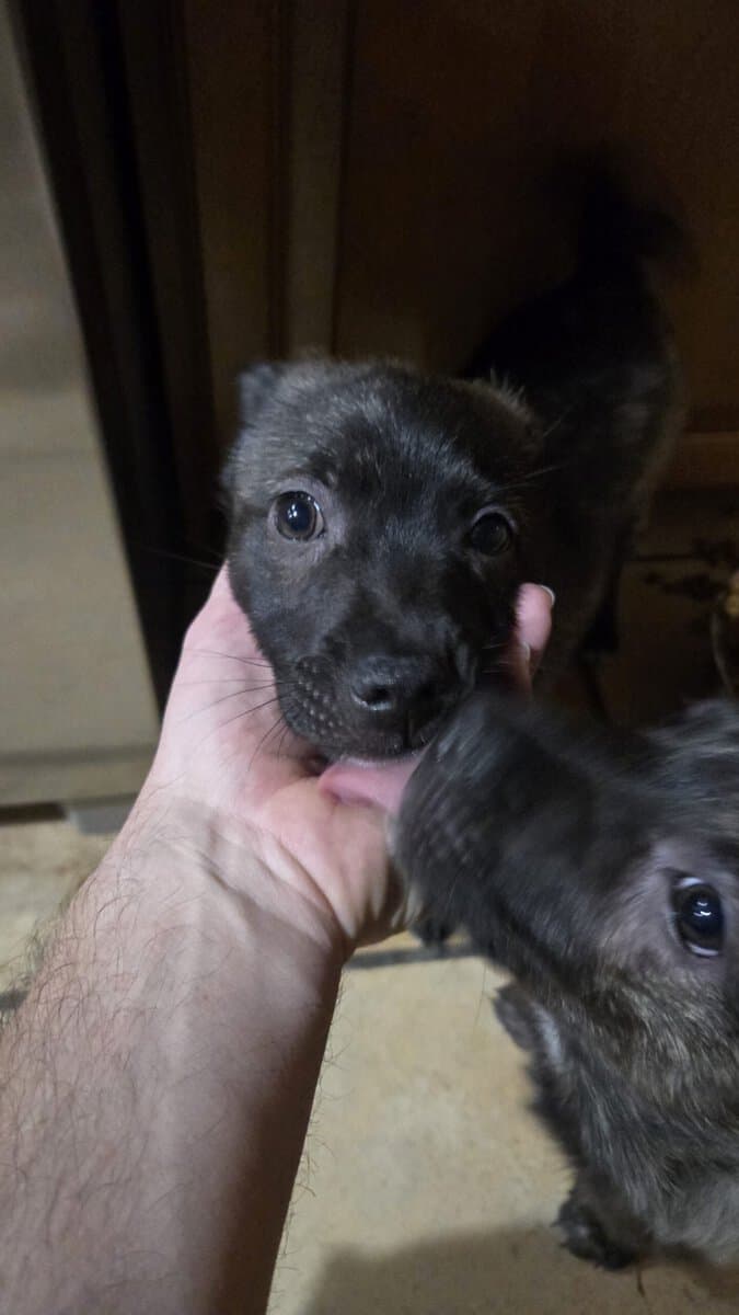 2 pups to a good home image 2