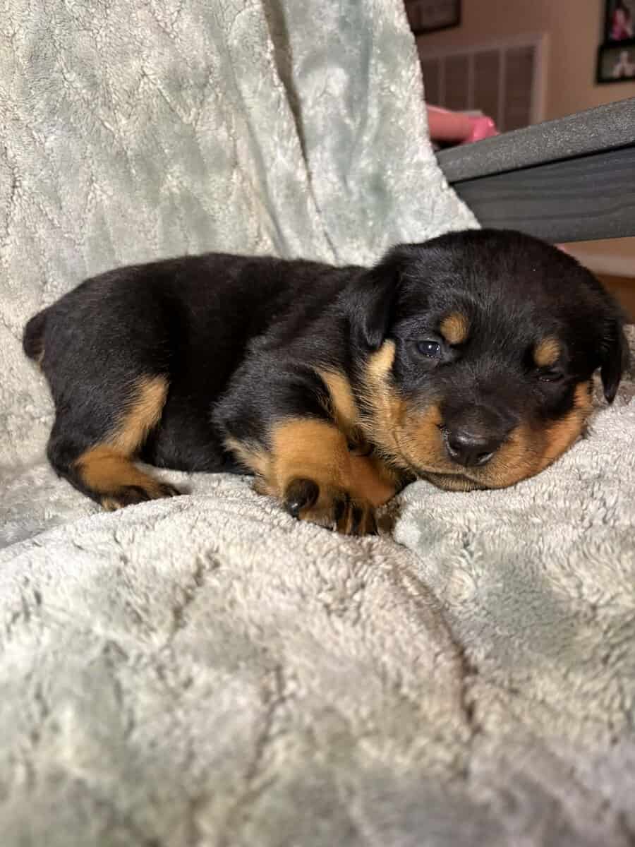 AKC Rottweiler Puppies image 4