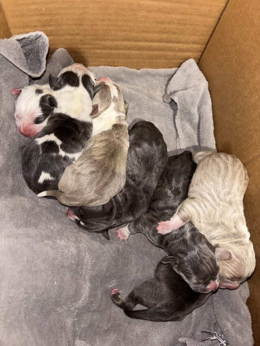 American Bully pups for sale image 2
