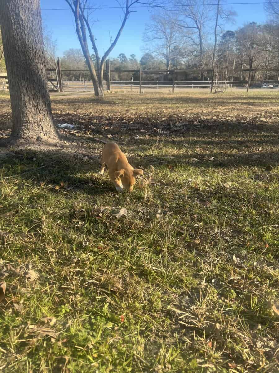 Chihuahua/dachsund image 1