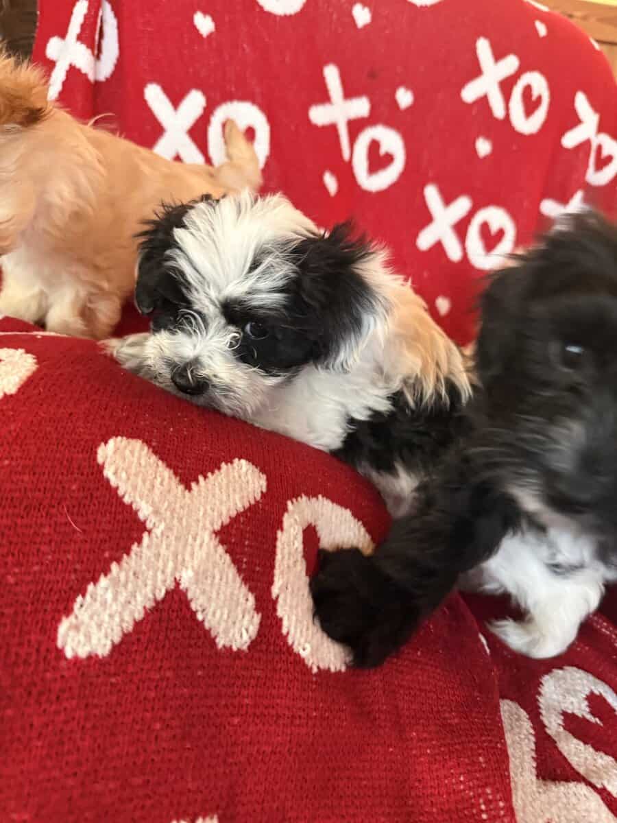 Puppies image 3