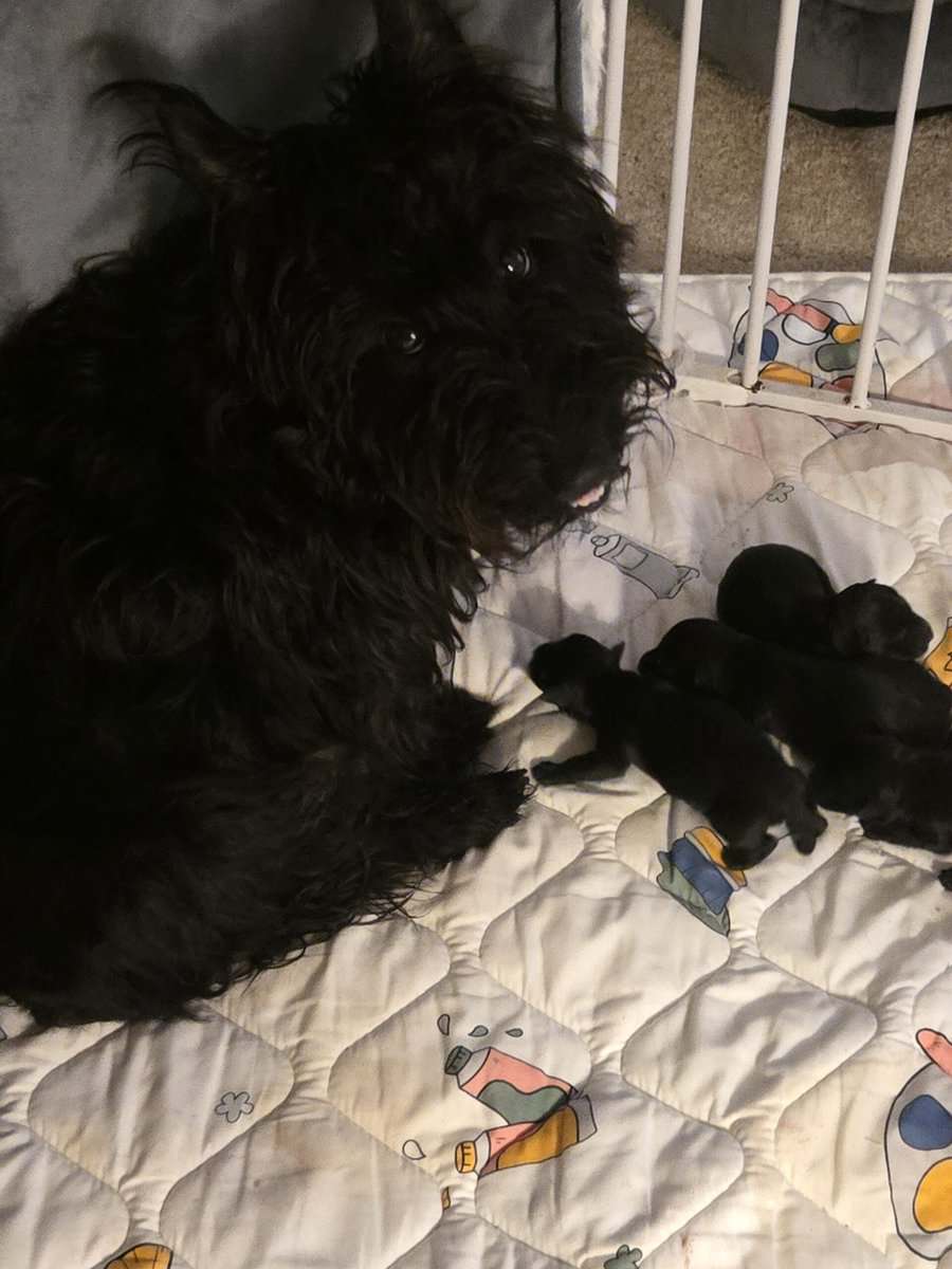 A.K.C Scottish Terroirs Puppis in TX 1 Boy 3 girls image 9