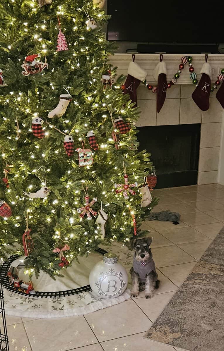 Mini schnauzer image 8