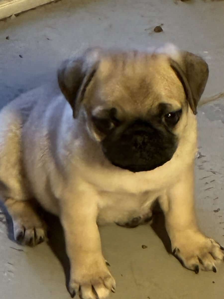 Pure pug puppies image 1