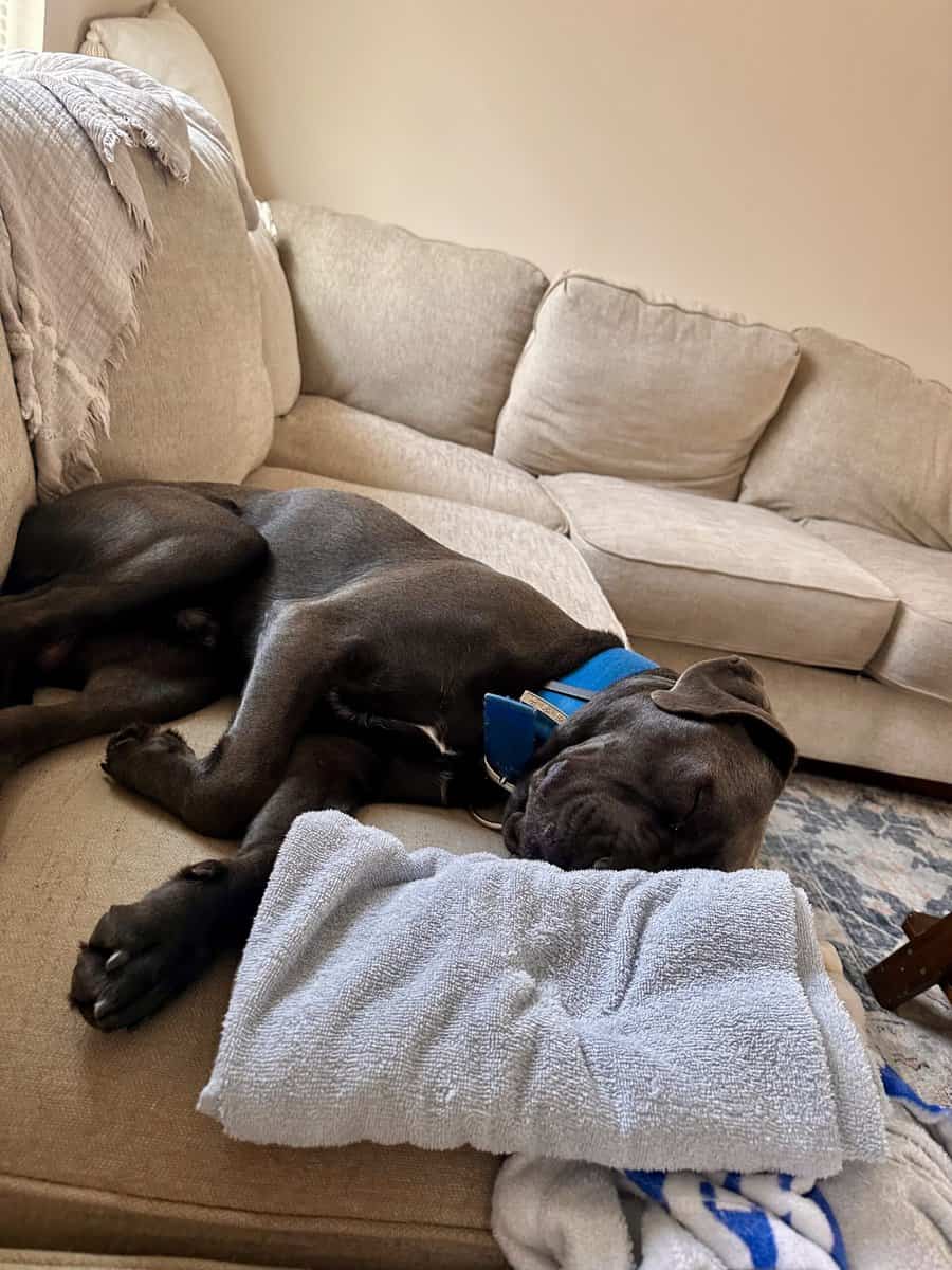 Cane corso mix image 4