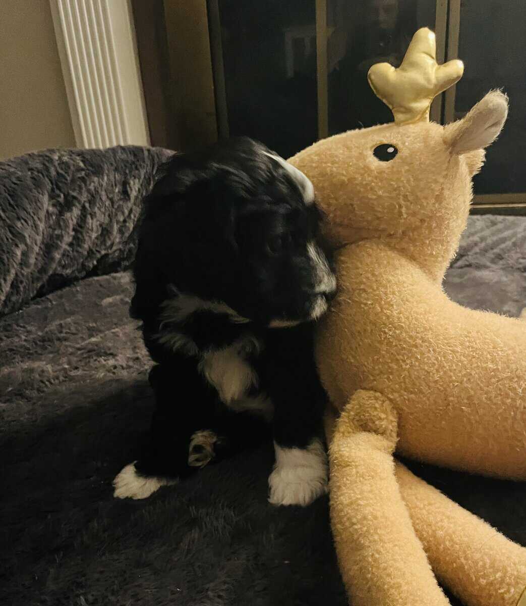 Bo adorable Aussie Doodle puppy image 4
