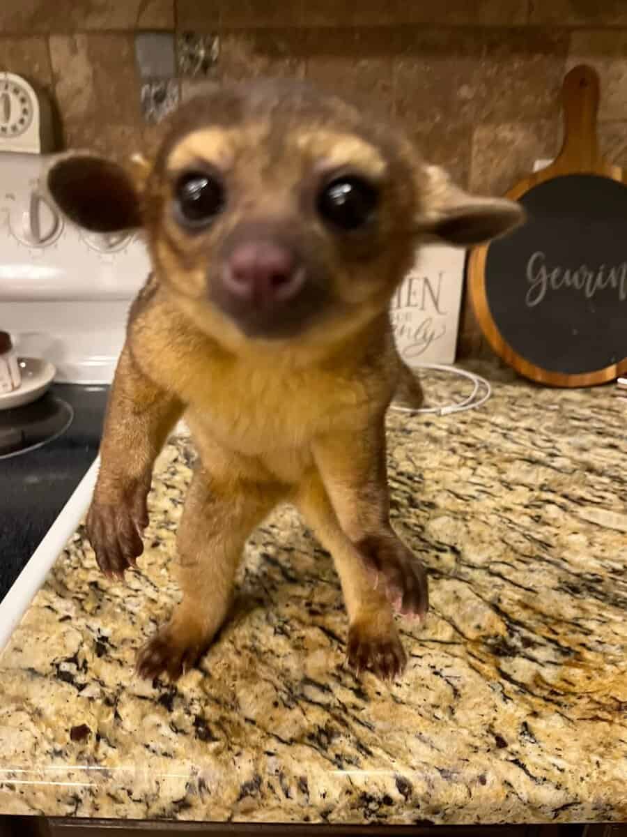 Honey Bear image 1