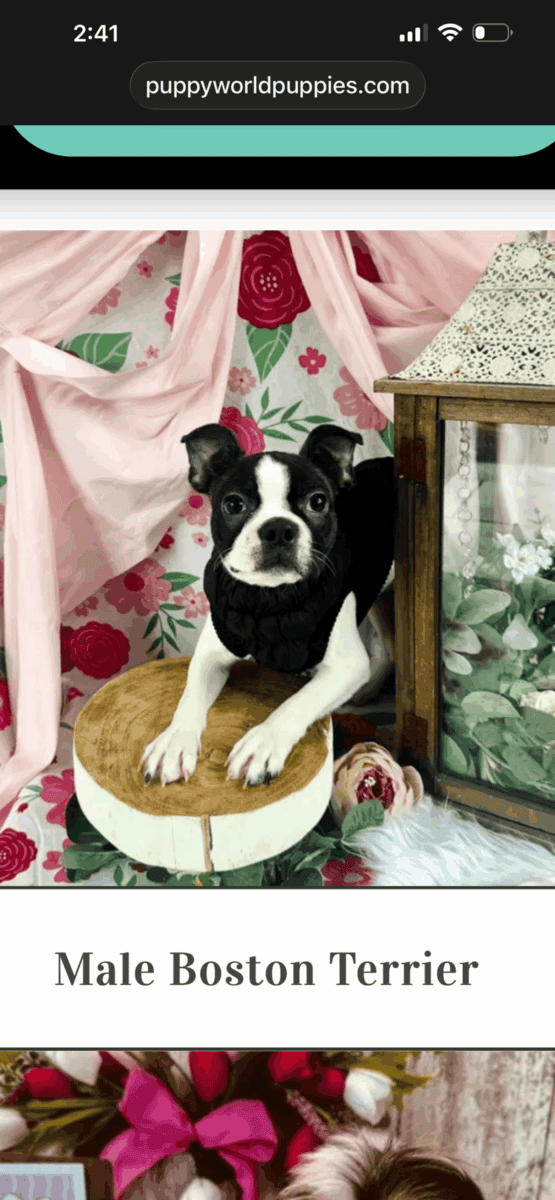 Boston terrier for sale image 1
