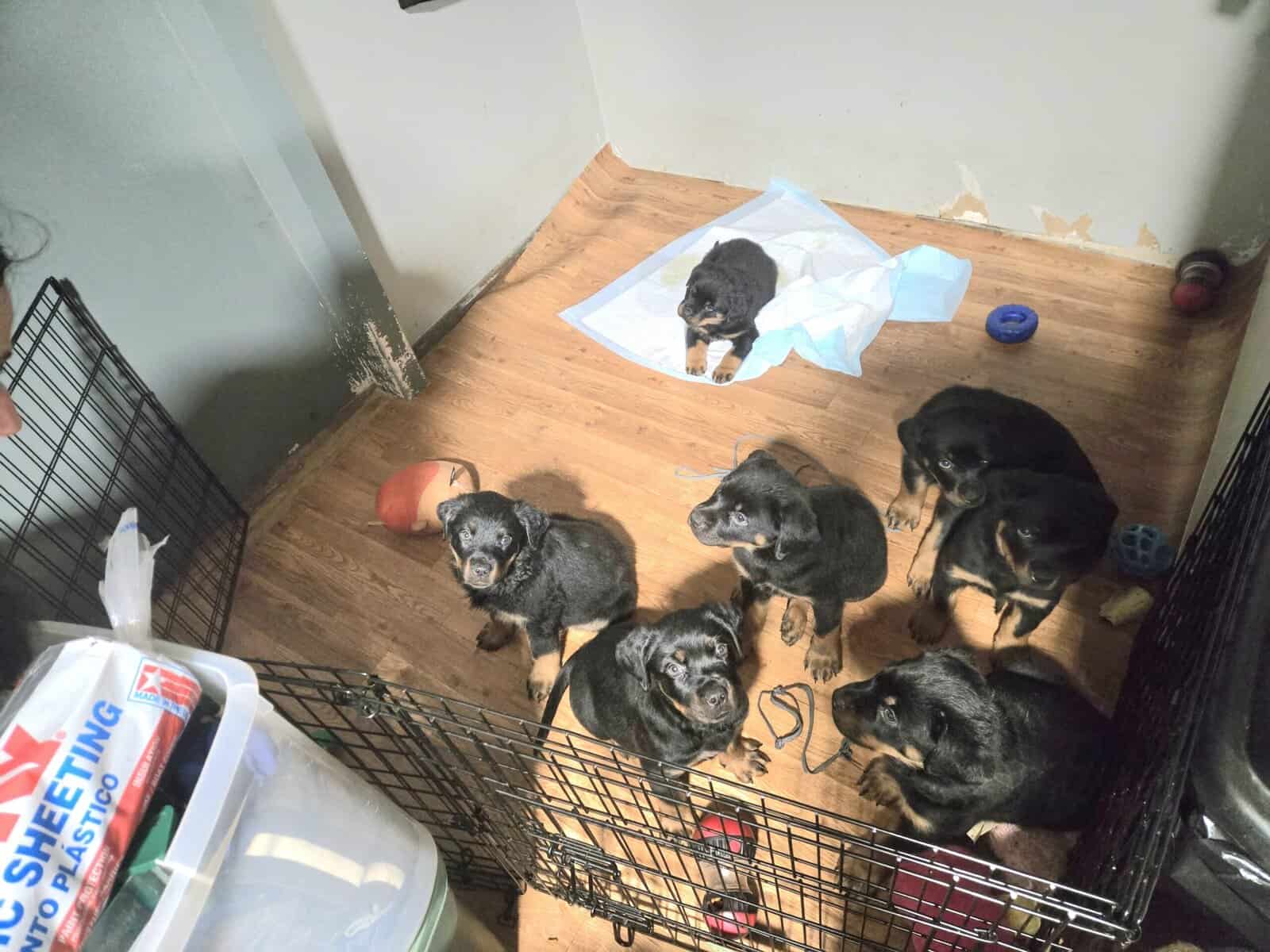AKC registered Rottweiler puppies image 1
