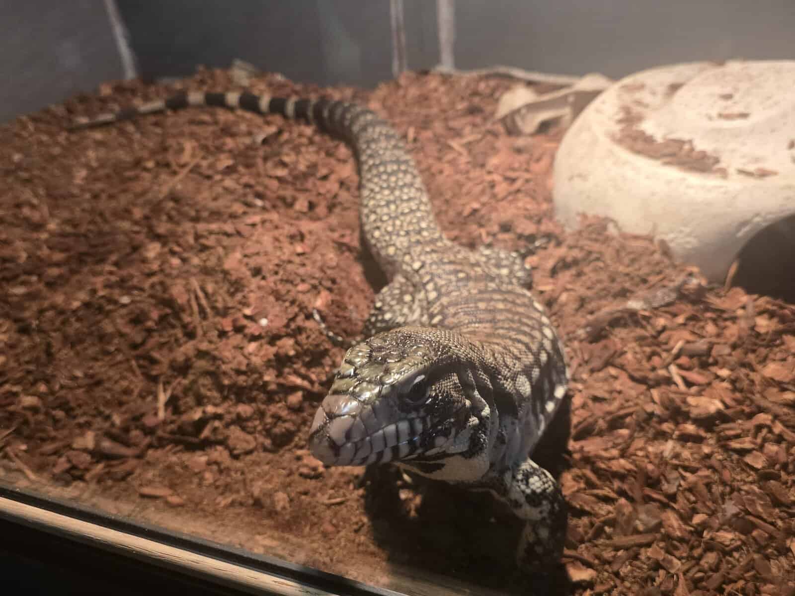 Black and White Argentine Tegu image 3