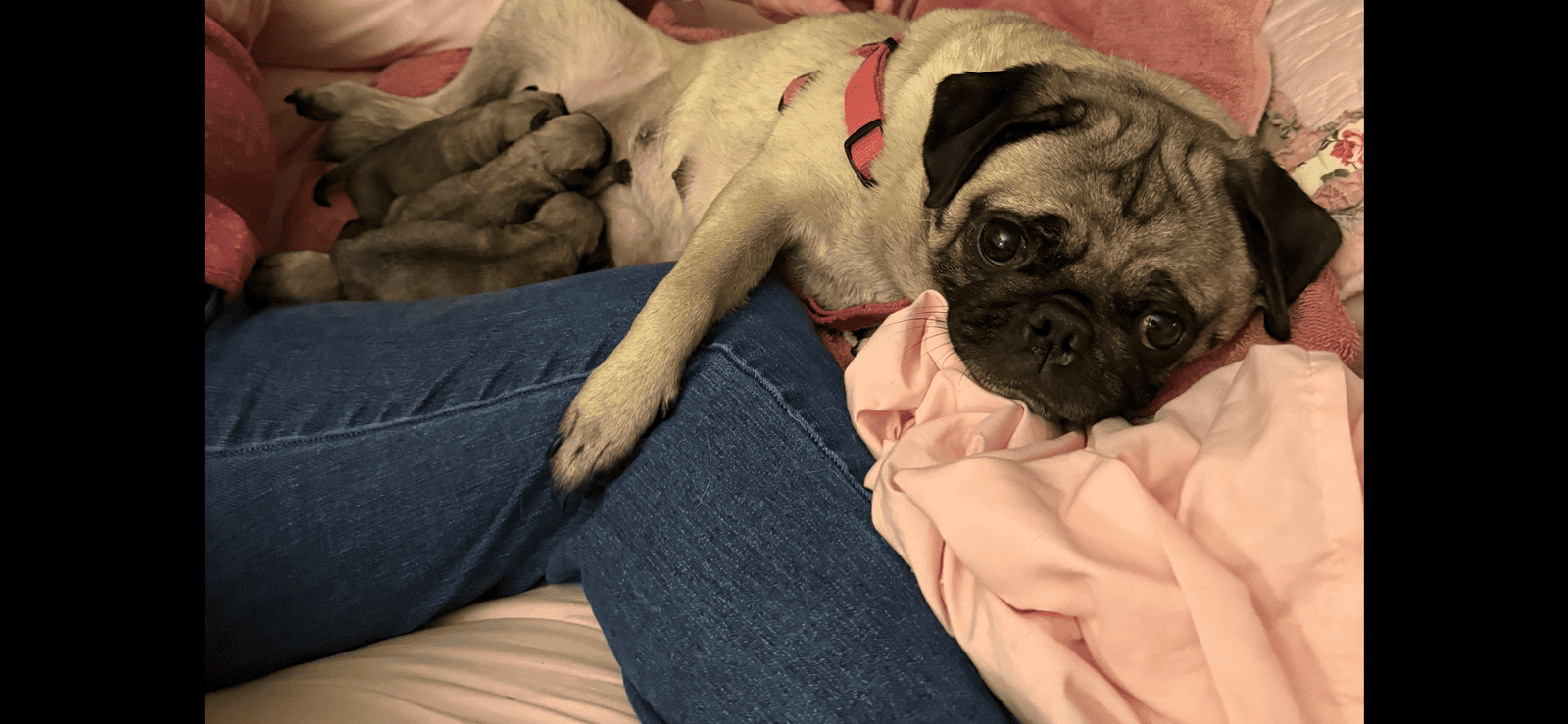 Pug puppies for sale image 1