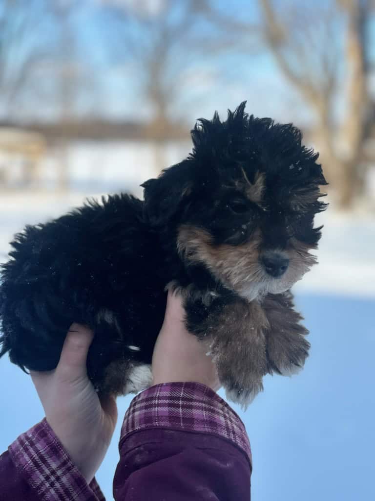 14 week male miniature aussiedoodle image 4