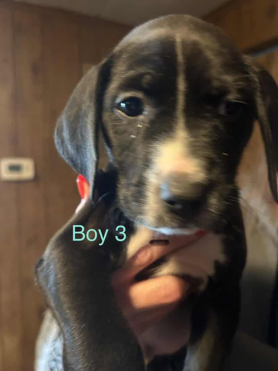 Lab Mix Boy Puppies image 3