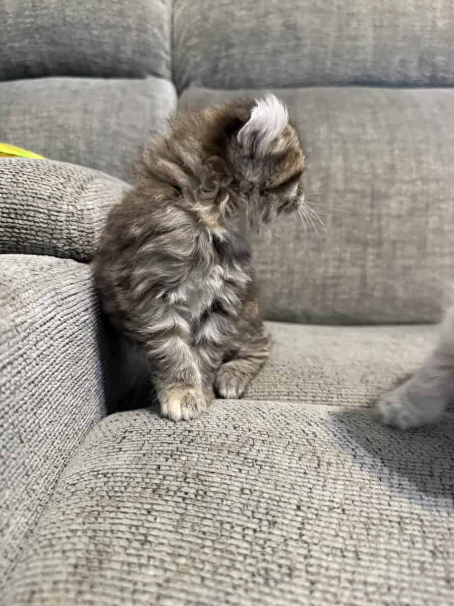 Highlander kittens image 12