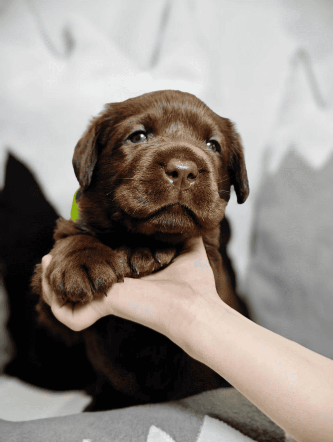 Beautiful Labrador Retriever wants youuuuuuuuuuuu image 1