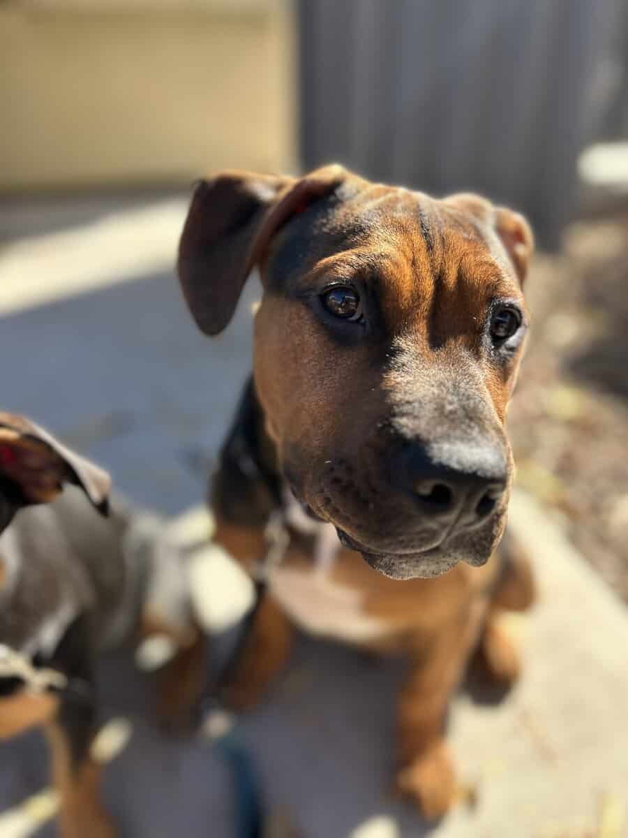 Pitbull Puppies looking for forever home!!! image 3
