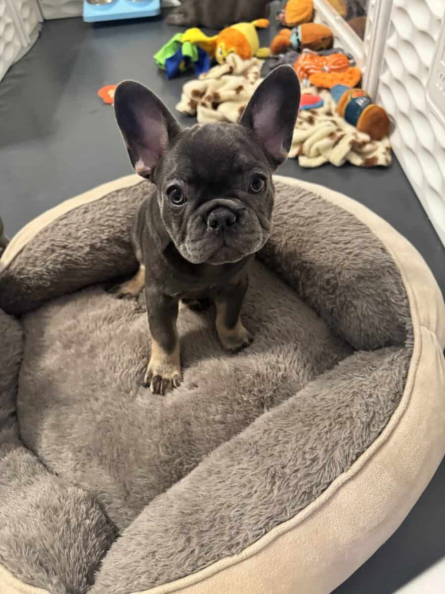 French bulldog AKC puppies image 6