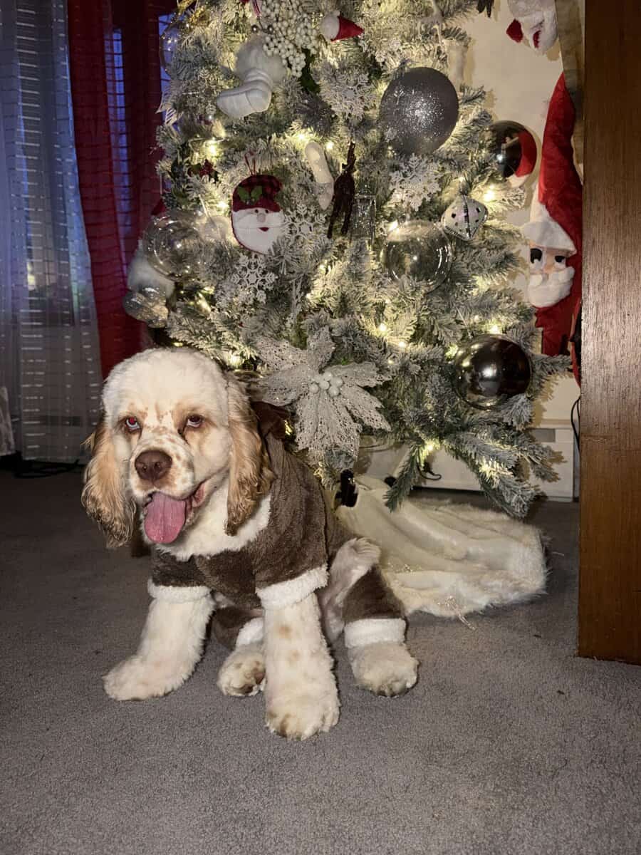 Male Cocker Spaniel for sale image 2