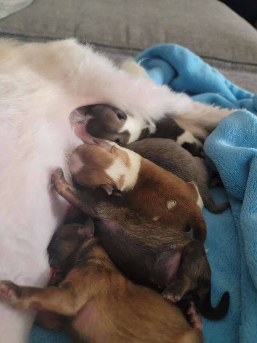 Shihtzu puppies available April 4th image 1