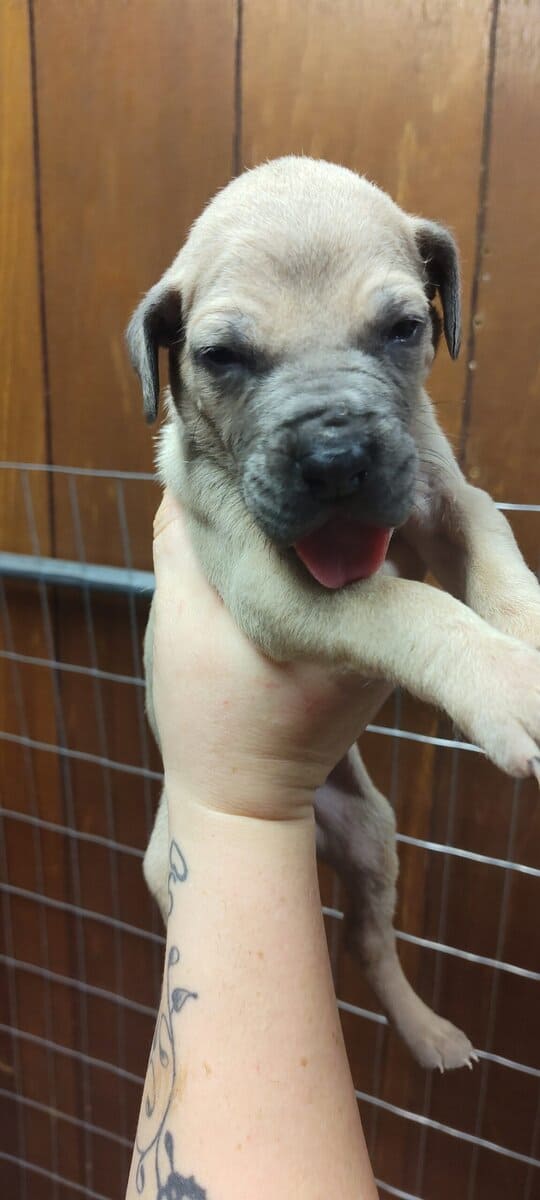 Great Dane puppies image 3