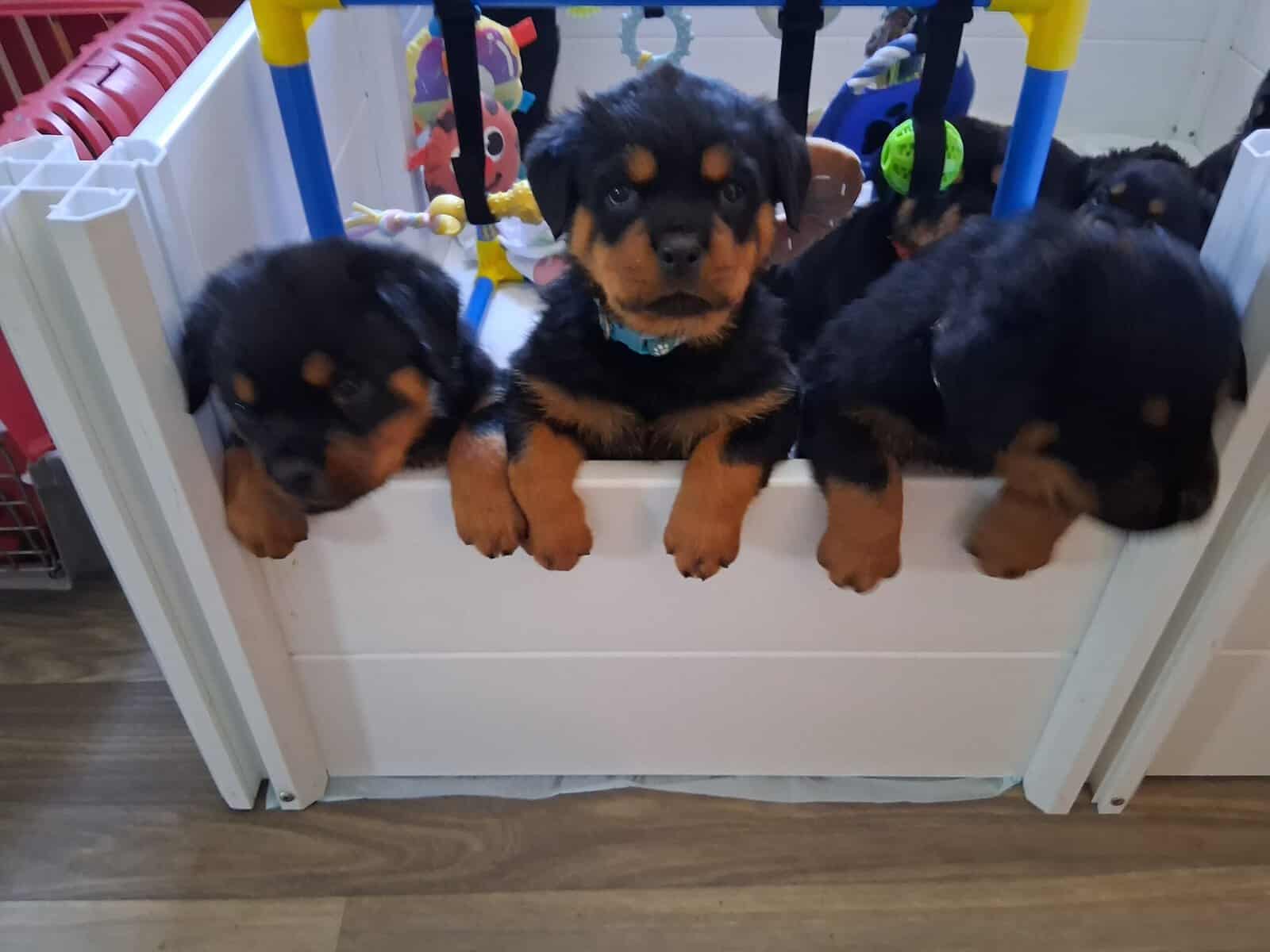 A.k.c Rottweiler image 3