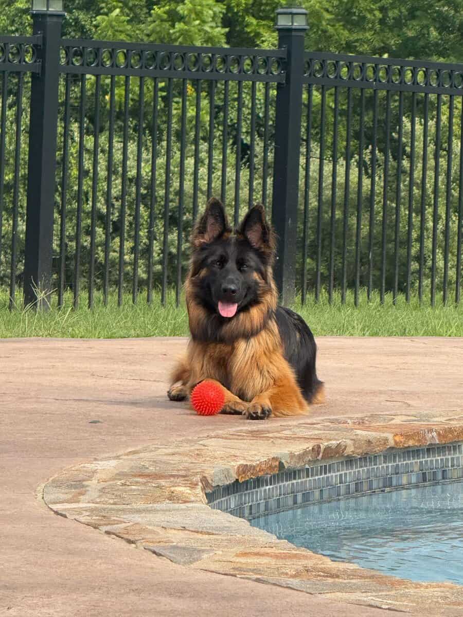Purebred Champion German Shepherd image 4