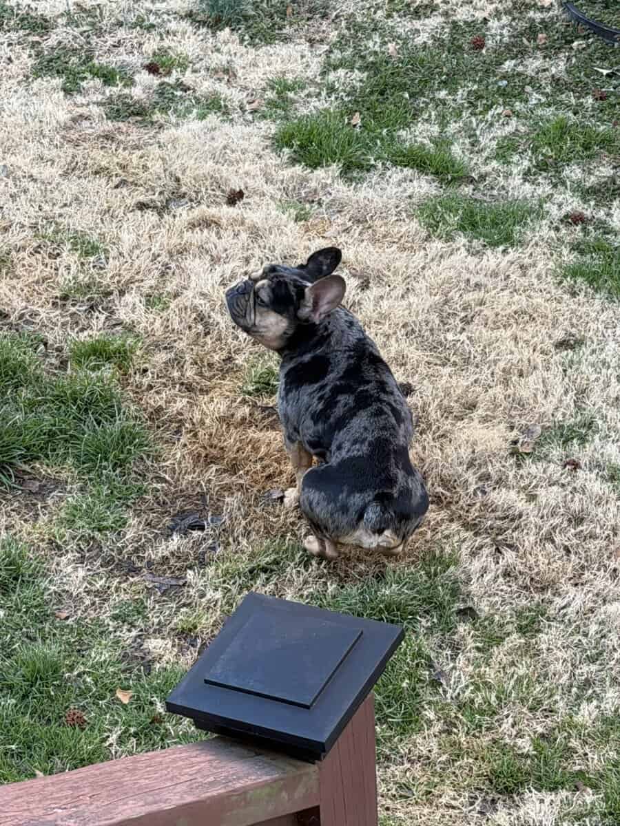 Frenchie merle image 3