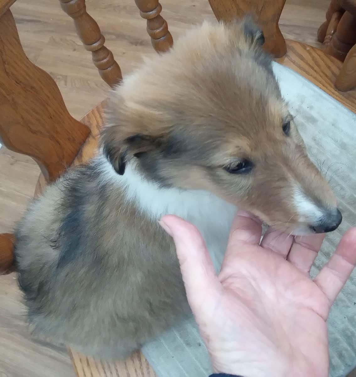 Beautiful Collie (Rough) Puppies image 1