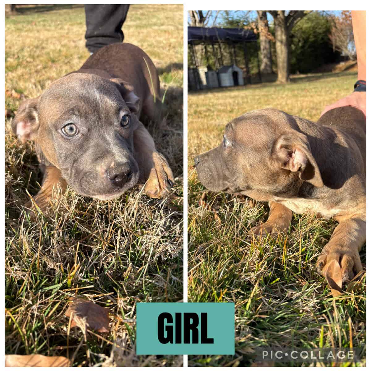 ABKC Registered American Bullies image 4