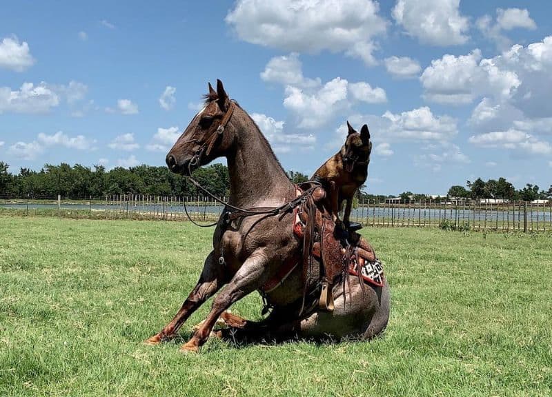 Red Roan Quarter Horse for sale image 2