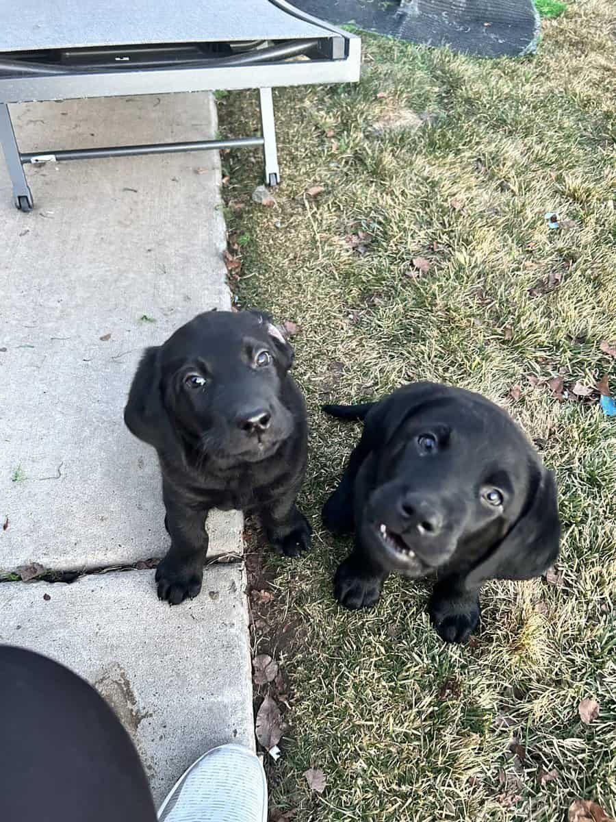 AKC Lab Puppies Ready For Forever Home image 3