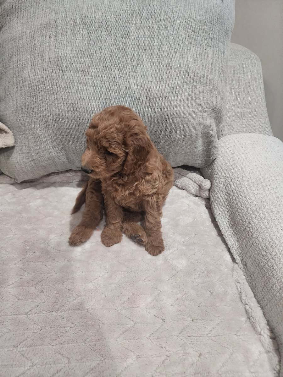 Goldendoodles image 2