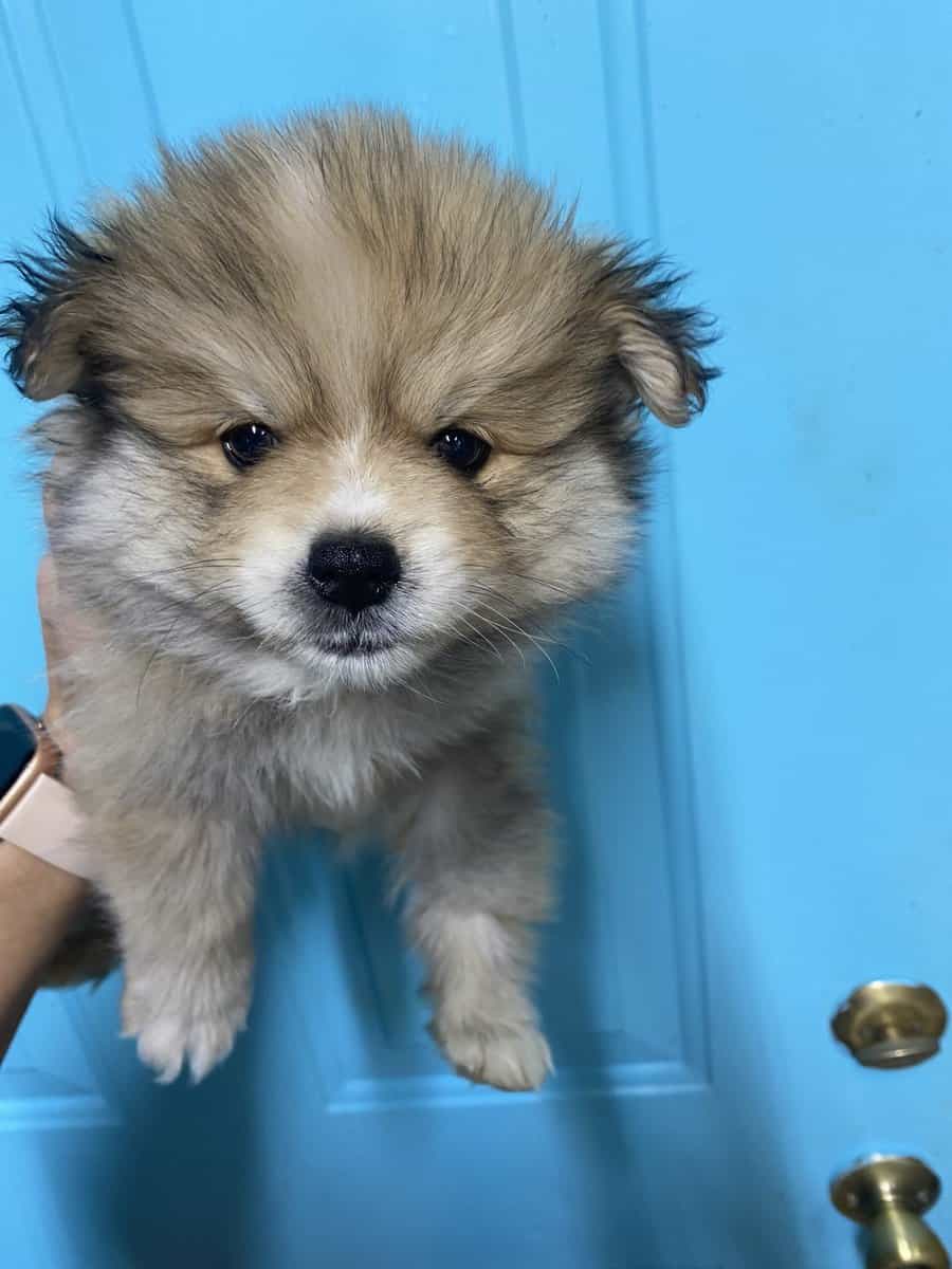 Registered Pomeranian puppies image 2