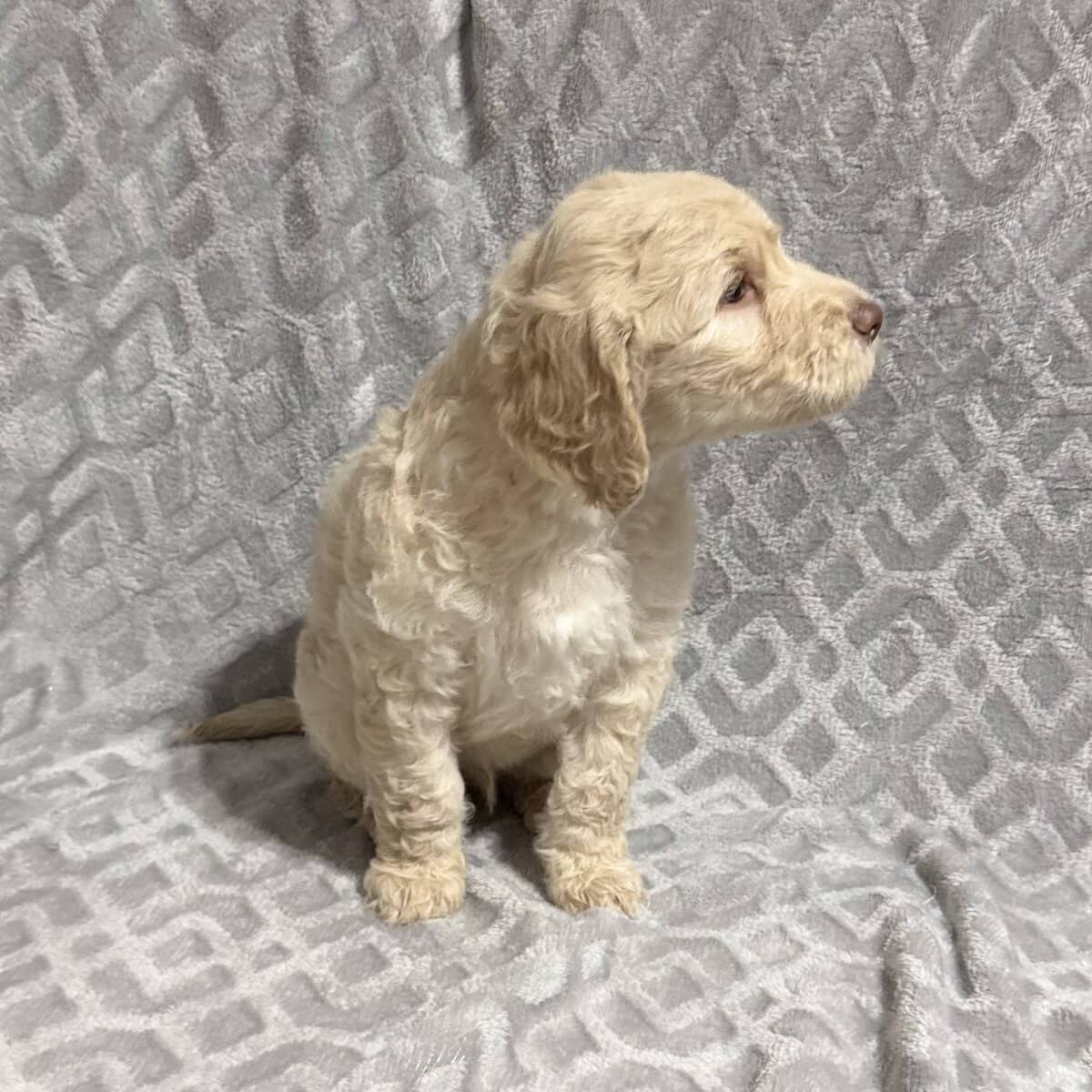 Golden Doodle Puppies image 10