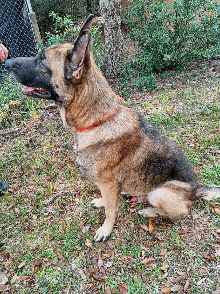 Akc German Shepherd Puppies image 10
