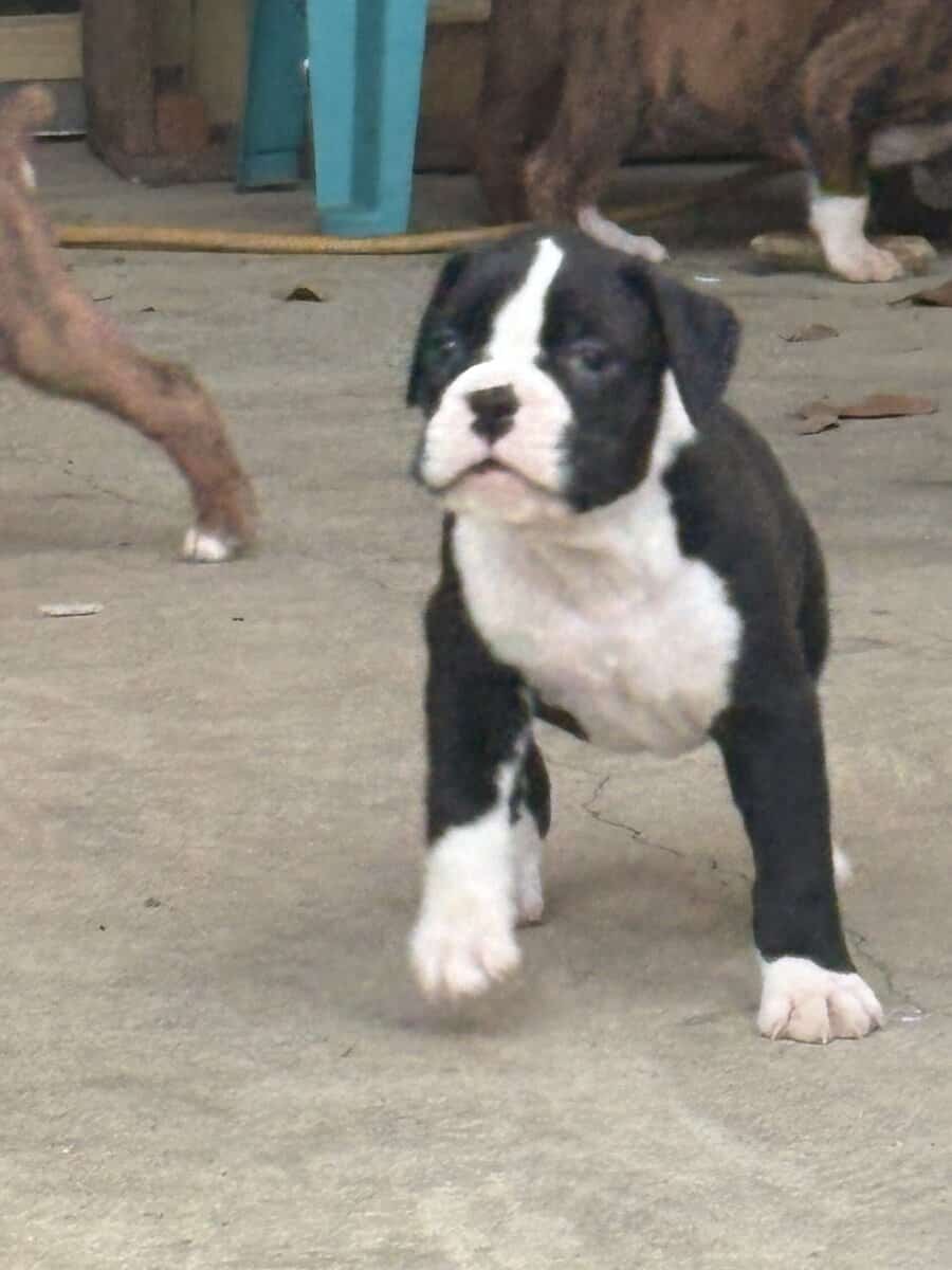MALE PUPPIES image 3