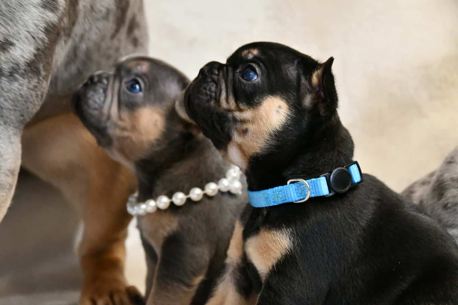Litter of 6 for Sell - French Bulldogs image 14