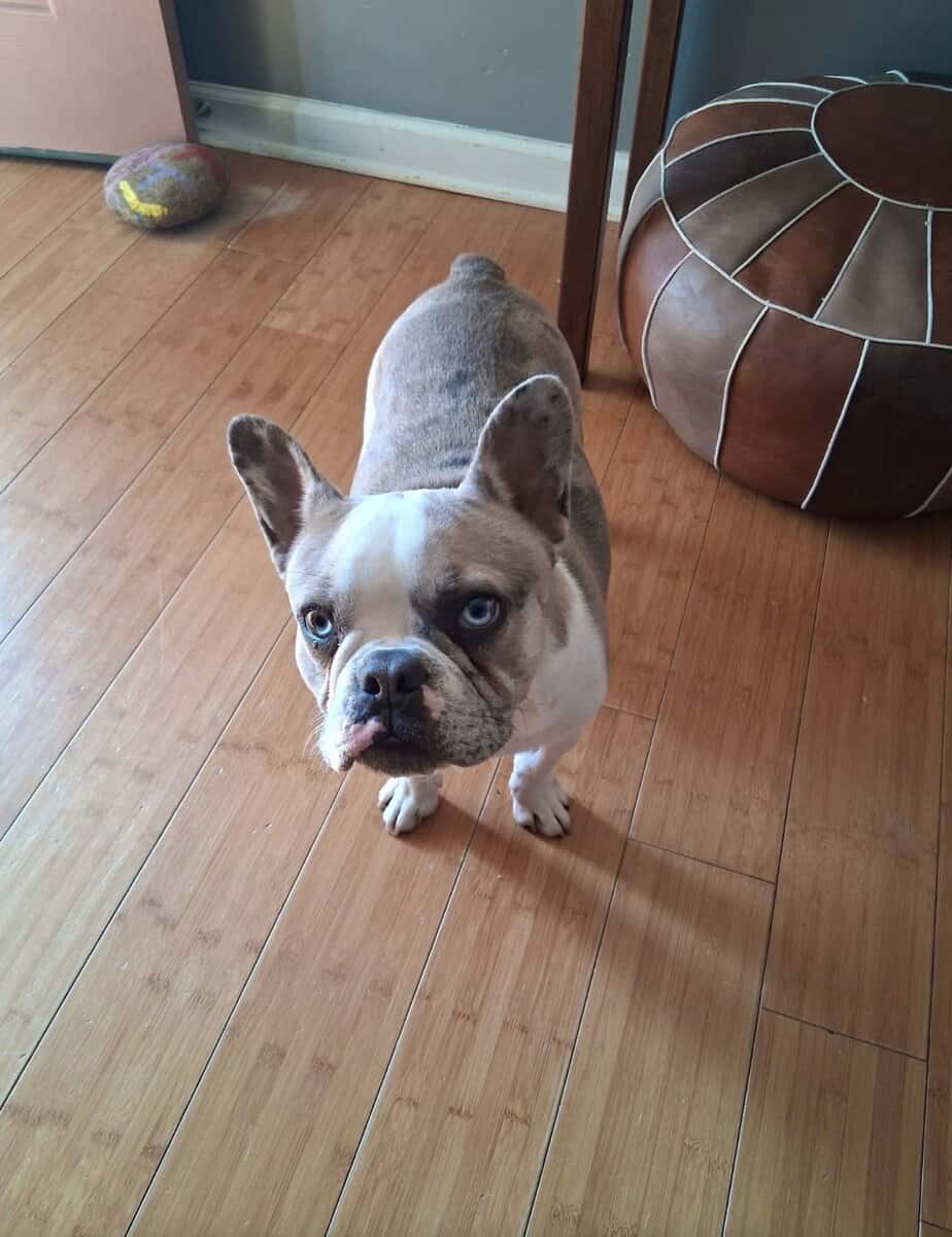 9 month old Frenchie looking for a good home image 3