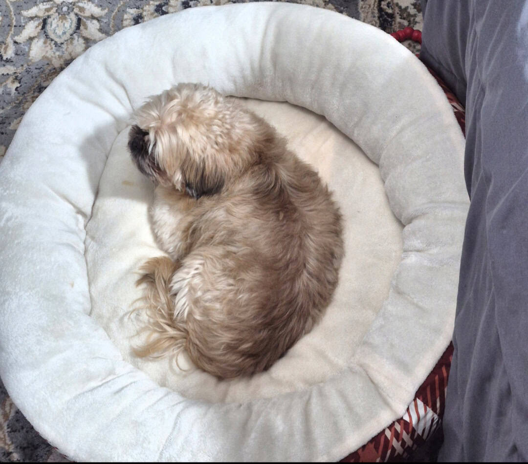 Lovable Shih-Tzu Needs New Home After Owner Died image 4