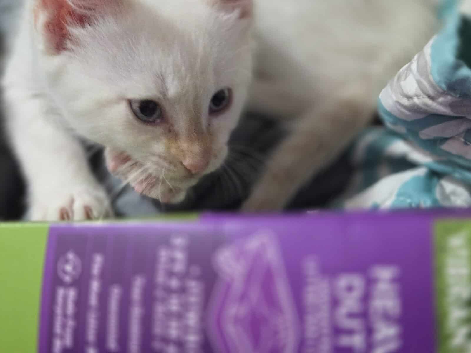 Male Flame point kitten- Newton, AL image 3