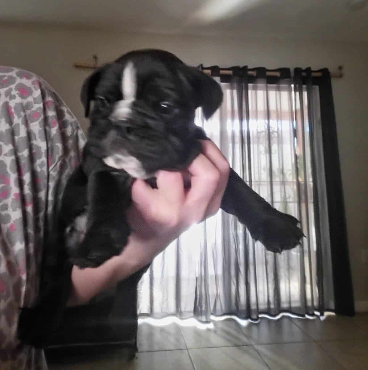 7 week male image 4