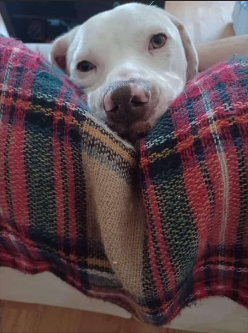 Needs Rehoming image 3