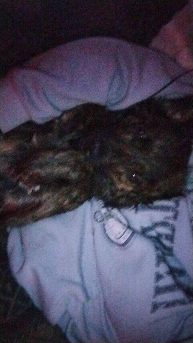 Please help her find a home!! image 3