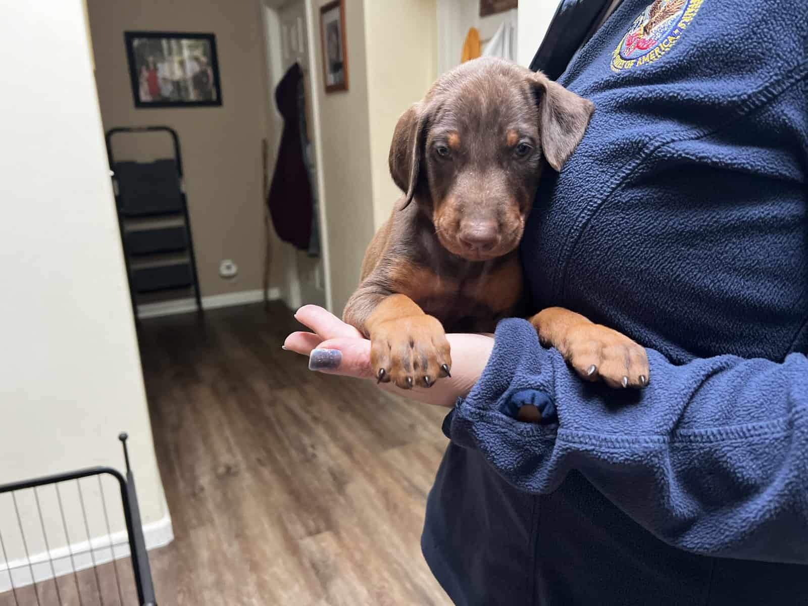 AKC European Doberman Pincher image 14