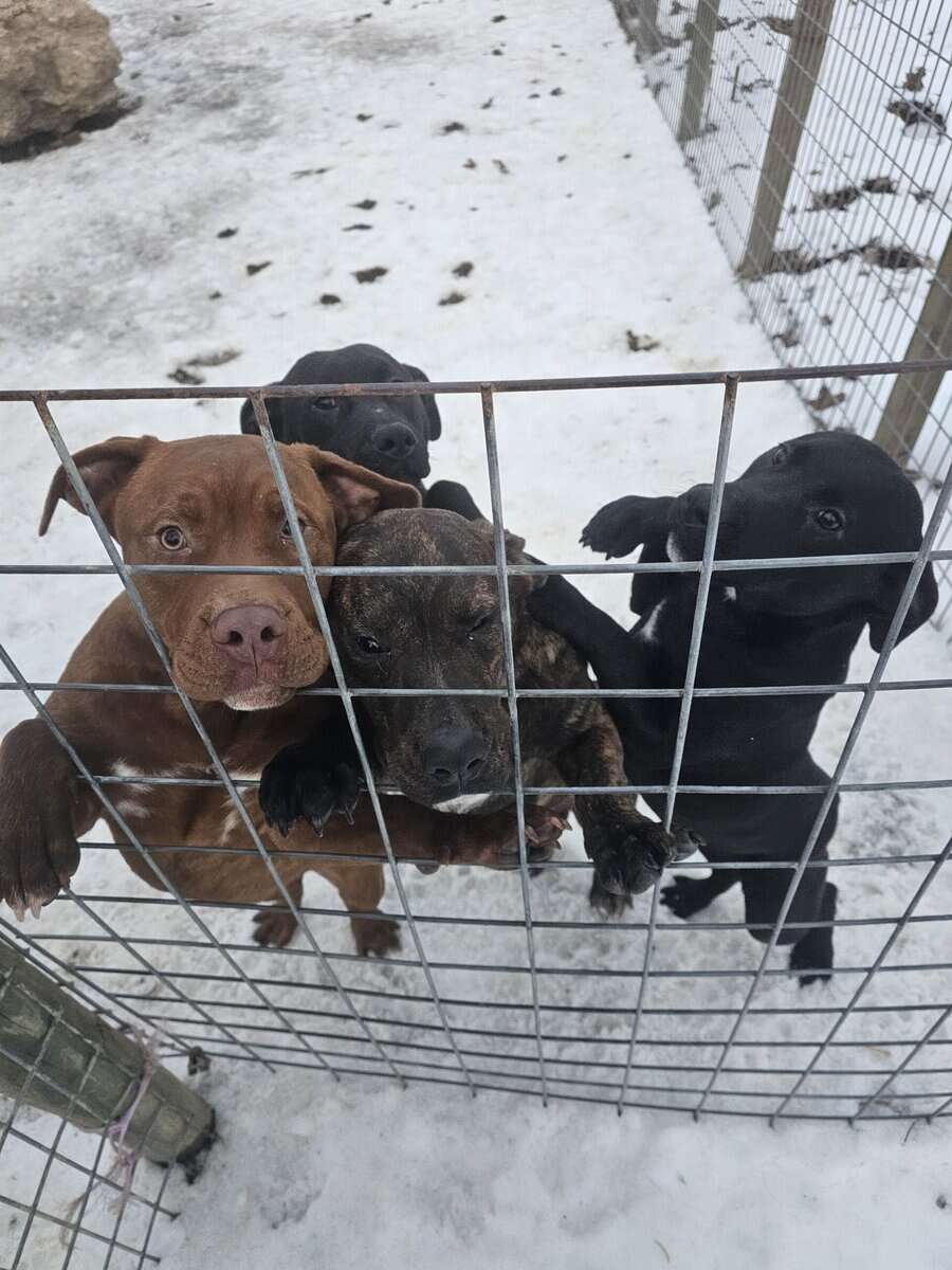 Labrador and Pit mix puppies desperate for homes image 3