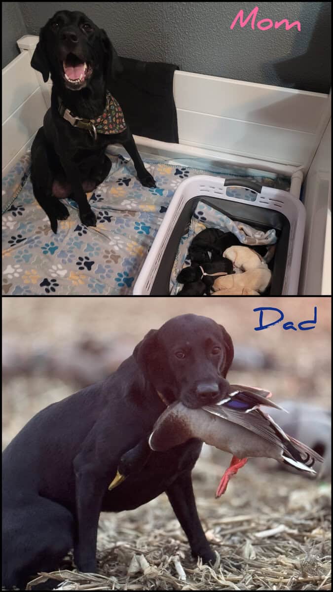 AKC & UKC Lab Puppies image 4