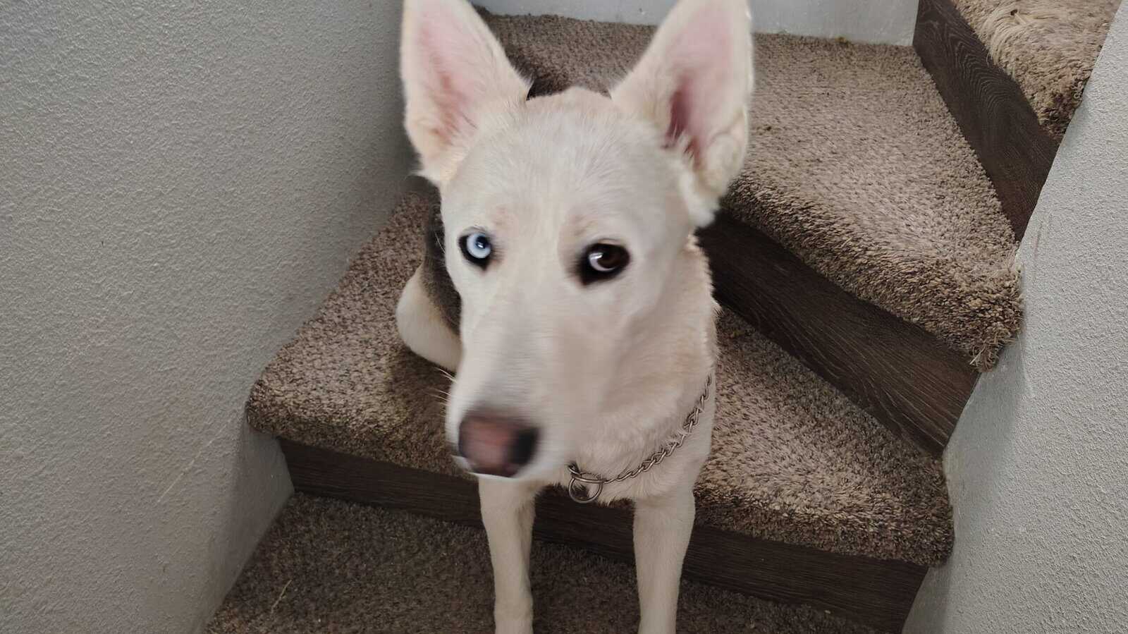 Alaskan Shepherd looking for a forever home image 2