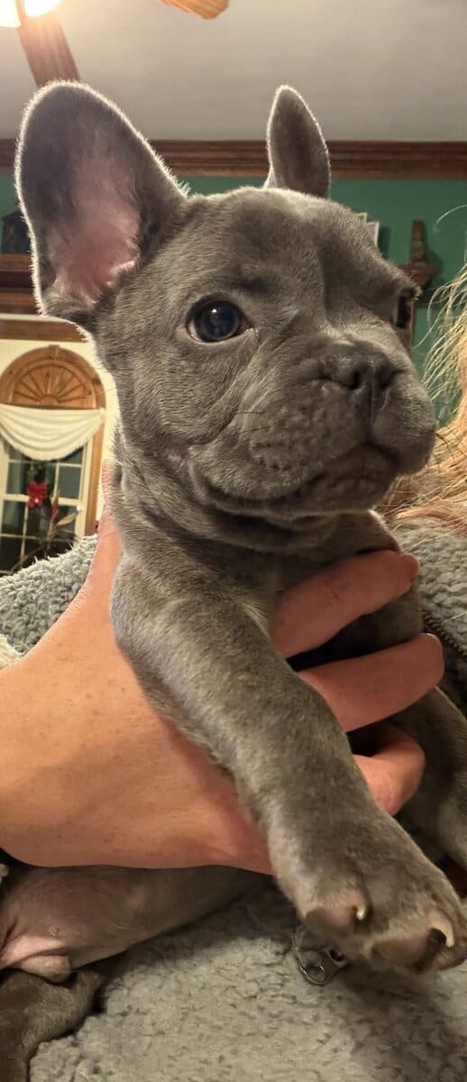 French Bulldog Puppies image 7