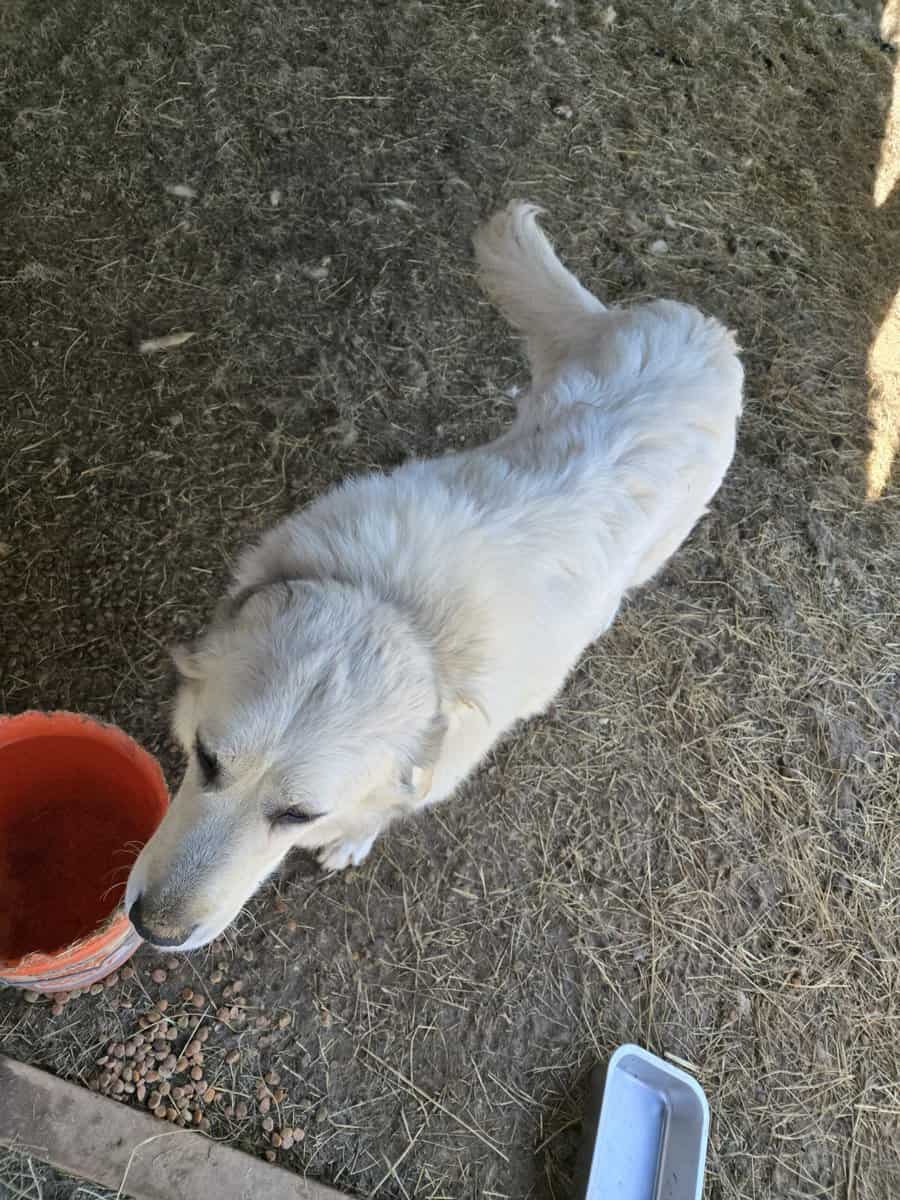 Two Great Pyranees dogs for free. image 3